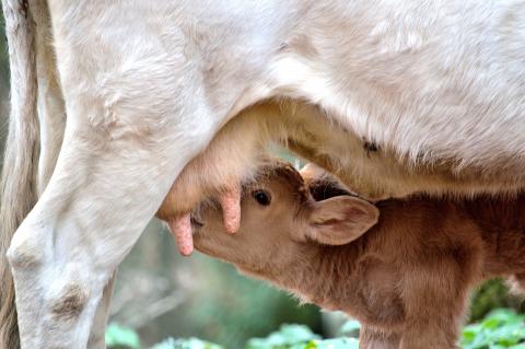 vaches allaitantes