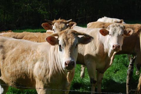 Blondes d'aquitaine