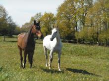 Pension de chevaux